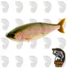 Señuelo Glideway 176 Swimbait Republic 31 EO Trout  DRM Madrid
